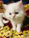 Traditional persian male kitten